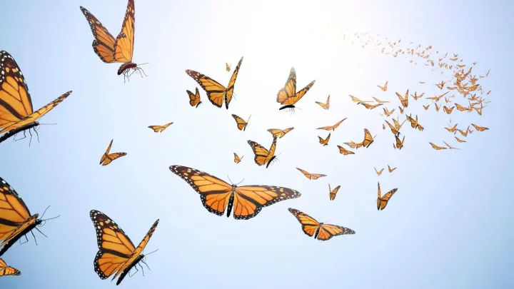 From caterpillar into a butterfly